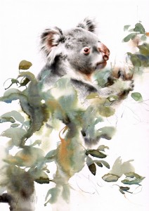 koala         