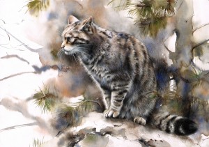 scottishwildcat            