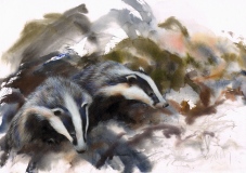 Badgers Emerging