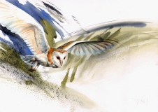 Barn Owl, West Lothian