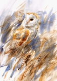 Barn Owl, Wheat