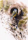 Blue Tit Looking for Nesting Site