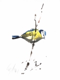 Blue Tit
