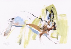 Brown Hare, Early Morning