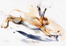 Brown Hare, Sunrise