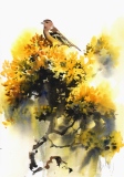 Chaffinch on Gorse