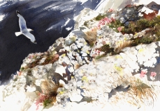 Clifftop, St Abbs Head