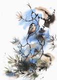 Coal Tit, Cairngorms