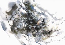 Crested Tit, Glen Feshie