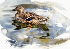 Female Mallard