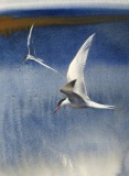 Fishing Terns, Summer Seas