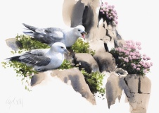 Fulmars, Spring Cliffs