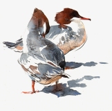Goosander