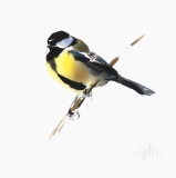 Great Tit
