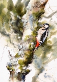 Great Spotted Woodpecker