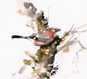 Jay