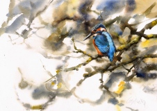 Kingfisher