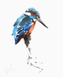 Kingfisher on Perch