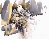 Kittiwake, July