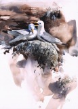 Kittiwake Pair