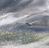 Lone Gull