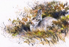 Mountain Hare