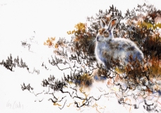 Mountain Hare, Lammermuir Hills