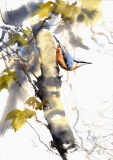 Nuthatch, May