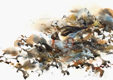 Oystercatcher, Musselburgh