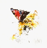 Peacock Butterfly