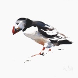 Puffin, West Coast