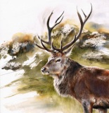 Red Deer Stag