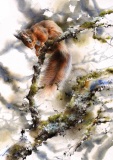 Red Squirrel, Aberfeldy