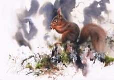 Red Squirrel, Glen Lui