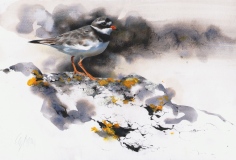 Ringed Plover, Sanna