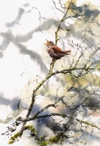 Song of the Wren