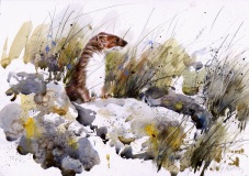 Stoat and Rocks