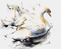Swans