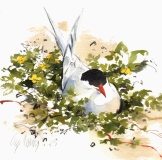 Nesting Tern
