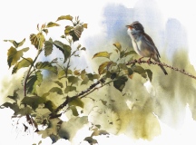 Whitethroat in Bramble