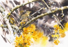 Willow Warbler