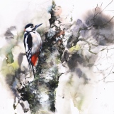 Woodpecker, Hermand Birchwood