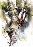 Woodpecker in June